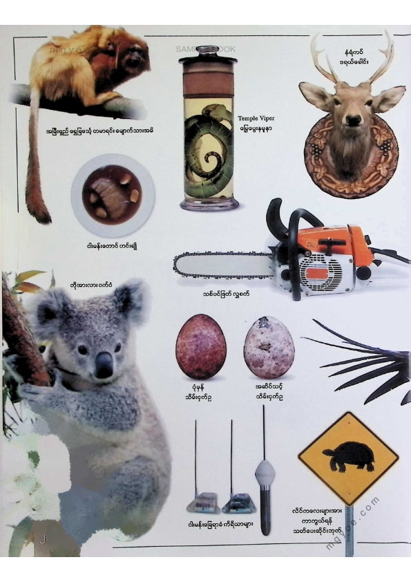 ဒေါက်တာမြင့်လွင်(စိတ်ပညာ) - မျိုးတုန်းတော့မည့်အန္တရာယ်တွင်းသို့ကျရောက်နေသောတောရိုင်းတိရိစ္ဆာန်များ