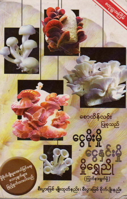 စောထိန်လင်း - ငွေမိုးမှို၊ ငွေနှင်းမှို၊ မှိုရွှေညို